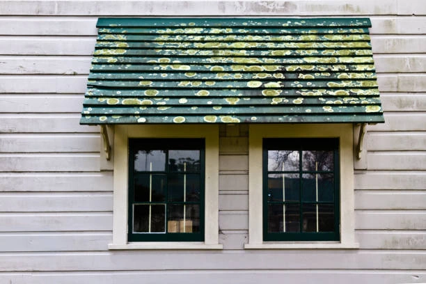 Prevent Algae Growth on Your Home’s Exterior